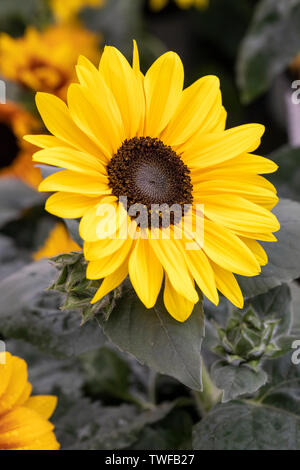 Primo piano di Sunflower Sunfinity (Helianthus interspecifico) Fioritura nel Regno Unito Foto Stock