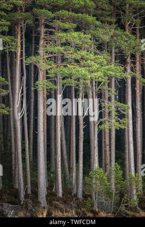 Altezza di pino silvestre da Loch Mallachie nel Parco Nazionale di Cairngorms della Scozia. Foto Stock