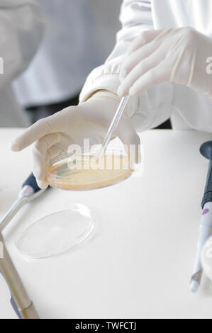 Close-up di un anonimo scienziato protettivo indossando indumenti da laboratorio la preparazione di una piastra di petri. Foto Stock