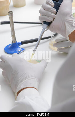 Close-up di una coppia di mani guantate preparare una capsula di petri in un laboratorio scientifico con blue-basato becco Bunsen in background. Foto Stock