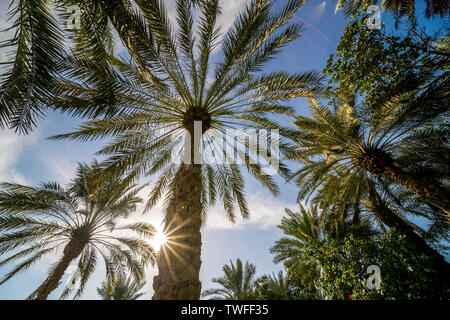 Ombroso di palme da dattero luogo testa come raggi di sole risplendere in una bellissima oasi nel deserto. Foto Stock