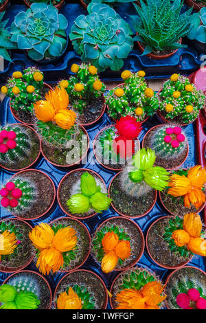 Una varietà di cactus in miniatura in vasi a casa. Luminoso multicolore di piante succulente. Foto Stock