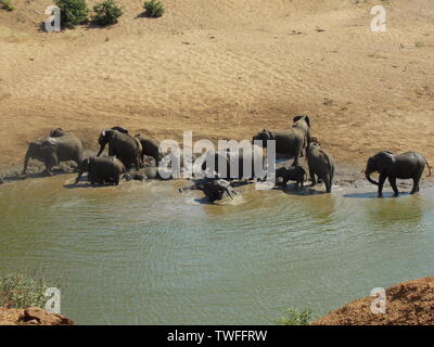 Allevamento di elefanti in un fiume Foto Stock