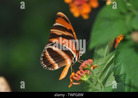 Arancione farfalla nastrati bere il nettare dai fiori in Costa Rica. Foto Stock