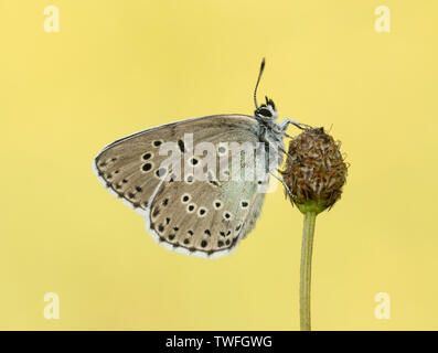 Un grande Blue Butterfly (Phengaris arion) sono ' appollaiati durante la mattina presto con le sue ali chiuso su un flowerhead presso banche Daneway, Gloucestershire Foto Stock