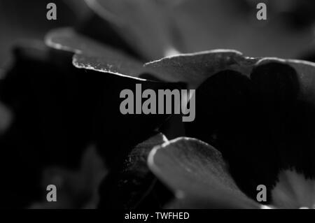 Un close-up, immagine in bianco e nero di primule prese con un obiettivo macro Foto Stock