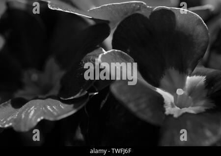 Un close-up, immagine in bianco e nero di primule prese con un obiettivo macro Foto Stock