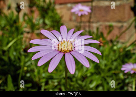 Di un bel colore rosa Osteospermum (African Daisy) fiore su una soleggiata giornata di primavera. Foto Stock