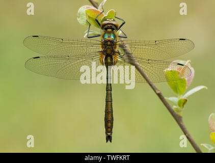 Una Roverella Libellula Smeraldo (Cordulia aenea) sono ' appollaiati su di un impianto che si trova in sabbia Pool Farm Riserva Naturale del Cotswold Water Park area del Wiltshire Foto Stock