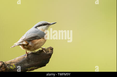 Un picchio muratore europeo (Sitta europaea) su un log con uno sfondo pulito, presi in Miserden, Gloucestershire Foto Stock