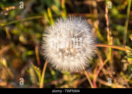 Close up di tarassaco (Taraxacum officinale) seme head Foto Stock