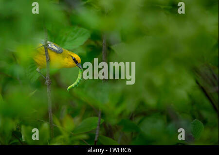 Un Blu-winged trillo con un grande bruco verde nel suo becco nascosti tra le foglie. Foto Stock