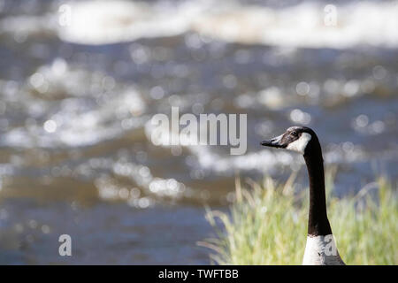 Canada goose (Branta canadensis) con il fiume Yellowstone in background. Yellowstone, Wyoming USA Foto Stock