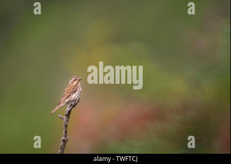 Una femmina viola Finch appollaiato su un arto con una texture morbida di colore verde e rosso sfondo. Foto Stock