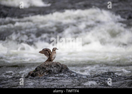 Harlequin Duck a LeHardy Rapids, il Parco Nazionale di Yellowstone Foto Stock