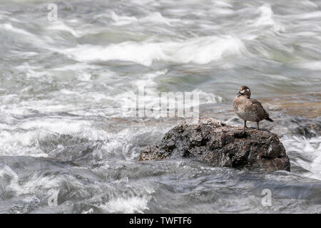 Harlequin Duck a LeHardy Rapids, il Parco Nazionale di Yellowstone Foto Stock