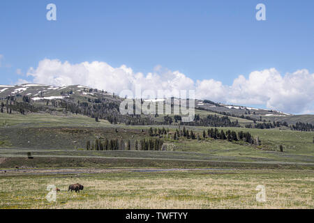 American Plains Bison e vitello nella grande pianura del nord america. Il Wyoming, Yellowstone, STATI UNITI D'AMERICA Foto Stock