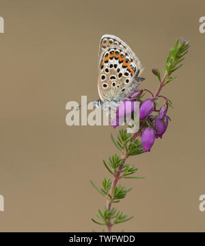 Una femmina di argento Studded Blue Butterfly (Plebejus argus) a Prees Heath, Shropshire, Regno Unito Foto Stock