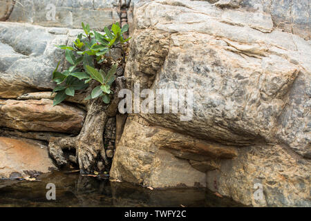 Un vecchio rock fig cresce in una piccola crepa nella roccia circostante. Foto Stock