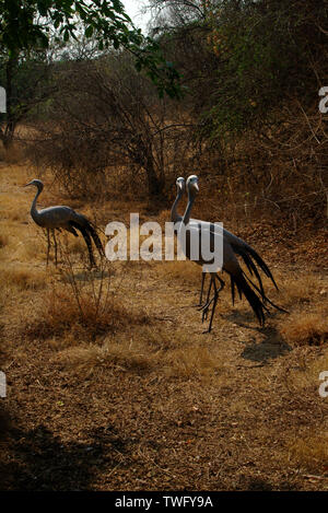 Tre gru blu nella boccola, Johannesburg, provincia di Gauteng, Sud Africa Foto Stock