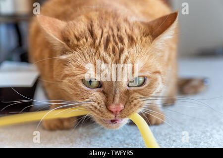Close up di orange cat mordere un lattice naturale tubo di gomma durante la riproduzione di un round; orecchie girato fuori lateralmente Foto Stock