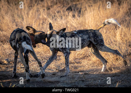 Due bambini cani selvatici giocando con ciascun altro Foto Stock