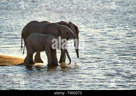 Tre giovani elefanti di bere da un fiume Foto Stock
