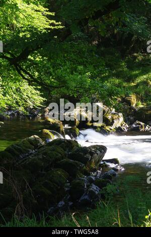 La sezione di rapide lungo il fiume Dart Hembury attraverso boschi di una giornata d'estate. Dartmoor Devon, Regno Unito. Foto Stock