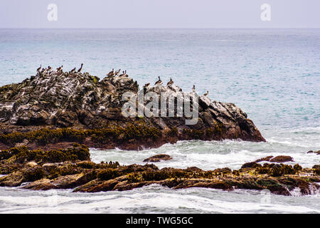 Pellicani marroni seduto su una roccia, la costa dell'Oceano Pacifico, California Foto Stock