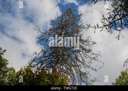 Recedono e albero secco contro il cielo Foto Stock