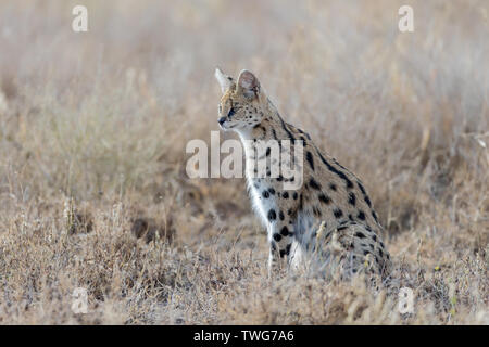 Serval cat (Leptailurus serval) caccia nell'erba lunga, Ndutu, Tanzania Foto Stock