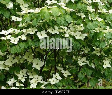 Cornus Kousa Chinensis Cina ragazza. Foto Stock