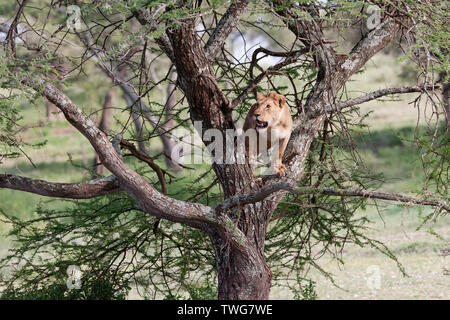 Lion (Panthera leo) seduto in una struttura ad albero Foto Stock