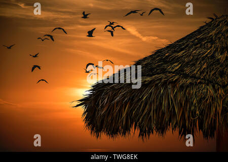 Silhouette di erba tropicale hut tetto e Flock of Seagulls nel Cielo di tramonto Foto Stock