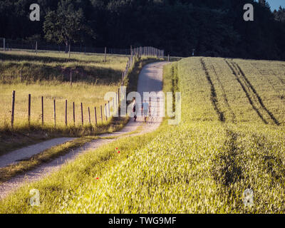 Immagine del giovane camminando accanto a cornfield in estate Foto Stock