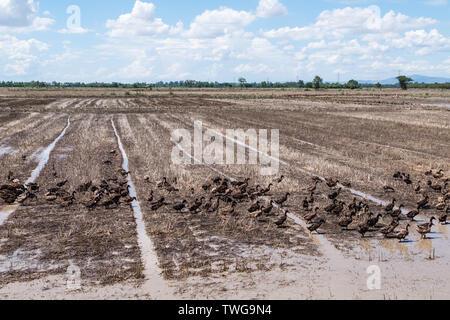 Gruppo di anatra sono a piedi nel campo di risone per la campagna area,della Thailandia. Foto Stock