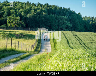Immagine del giovane camminando accanto a cornfield in estate Foto Stock