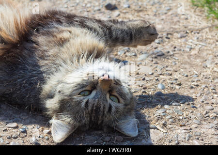 Grigio bellissimo gatto sdraiato sul terreno, il tutto nel cestino,gli occhi chiusi con piacere Foto Stock
