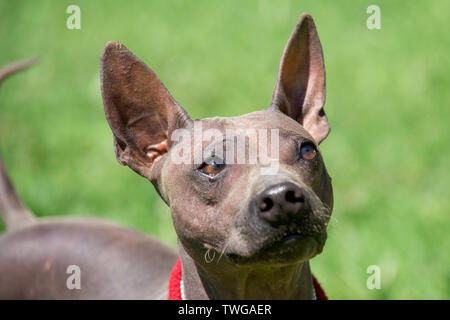 Ritratto di american glabre terrier cucciolo. Gli animali da compagnia. Cane di razza. Foto Stock