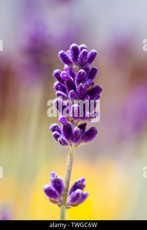 Lavandula angustifolia crescendo in un giardino inglese all'inizio dell'estate. Inglese, Lavanda fiori di lavanda. Regno Unito Foto Stock