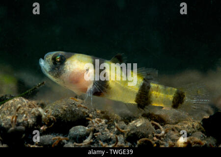 Bumblebee ghiozzo (Brachygobius xanthomelas) Foto Stock