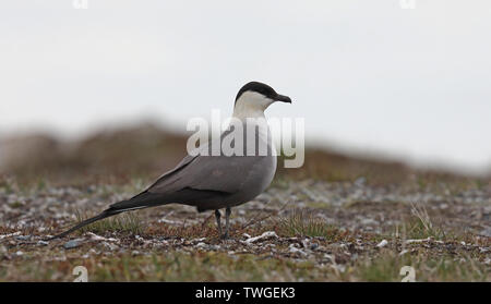 skua a coda lunga, jaeger a coda lunga, adagiato sulla tundra Svezia Foto Stock