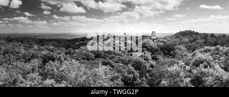 Panorama della città maya di Tikal, Guatemala in splendide in bianco e nero Foto Stock