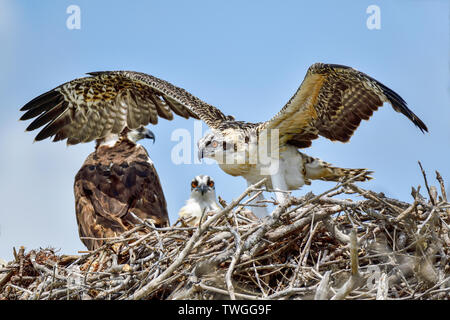 Giovani Osprey è la formazione di ali per essere in grado di lasciare il nido al più presto e fare il primo volo. Foto Stock