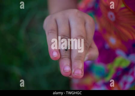 Bambina giocando nel campo di riso e avere qualche insetto sbarco sulla sua mano. Immagine ad alta risoluzione gallery. Foto Stock