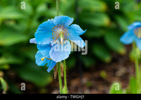 Himalayana di papavero blu 'Lingholm' (Meconopsis 'Lingholm') Foto Stock