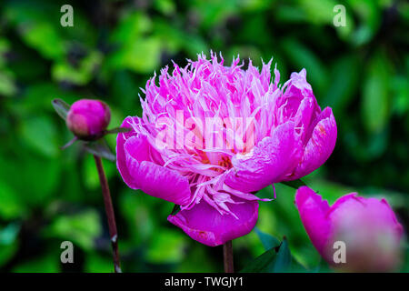 Il fiore di Paeonia lactiflora 'La belle Hélène' Foto Stock