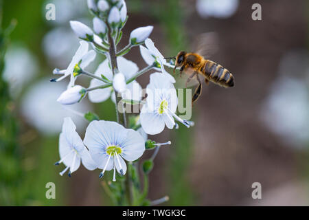 Un miele delle api (Apis mellifera) sul fiore di un genziana speedwell 'Tissington bianca" (Veronica gentianoides 'Tissington bianco") Foto Stock