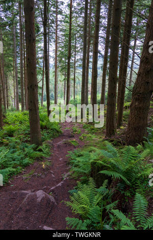 Bosco mountain bike trail in discesa in Inver legno sopra l'eremo in Perthshire Scozia , Regno Unito Foto Stock