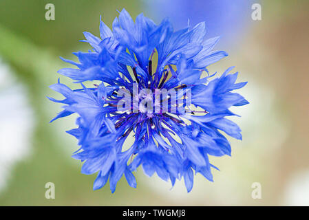 Un fiore di mais (Centaurea cyanus) Foto Stock